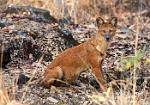 male Dhole